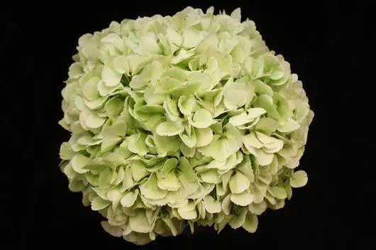 Jumbo Green Hydrangea, 14 stems