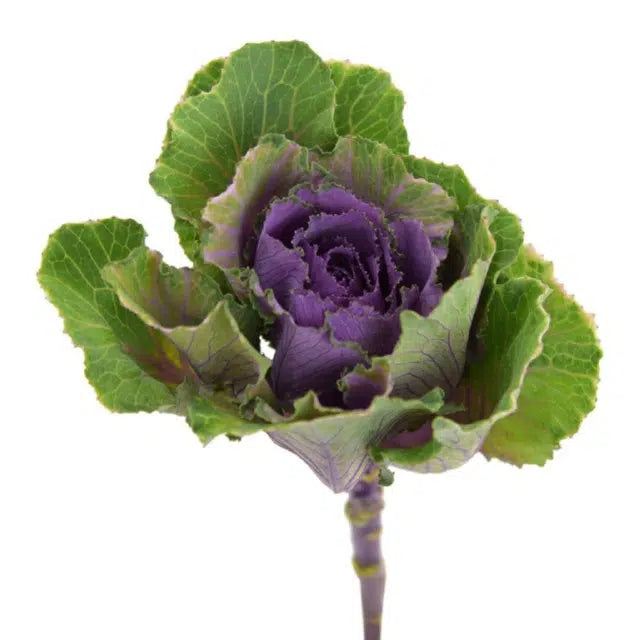 Kale Lavender 50 stems