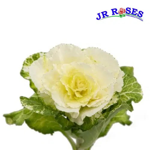 White Ornamental Cabbage Kale, 50 stems