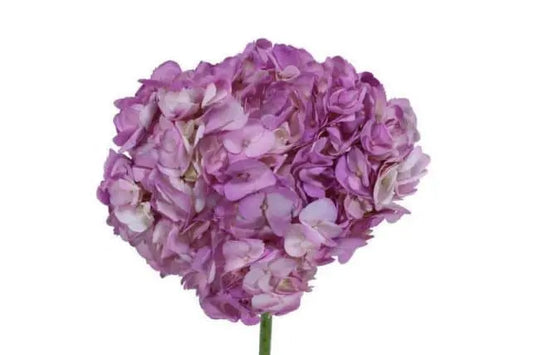 Lavender Dyed Hydrangea, 30 stems