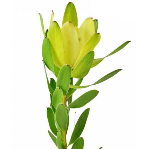 Leucadendron Goldstrike 80 stems