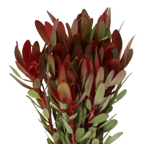 Leucadendron Red Safari Sunset 80 stems