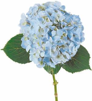 Blue Hydrangeas, 30 stems