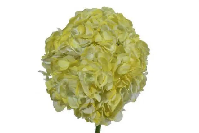 Light Yellow Dyed Hydrangea, 30 stems