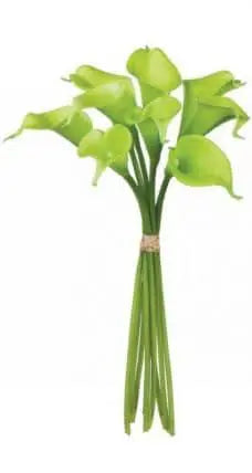 35 Long Stemmed Green Calla Lily