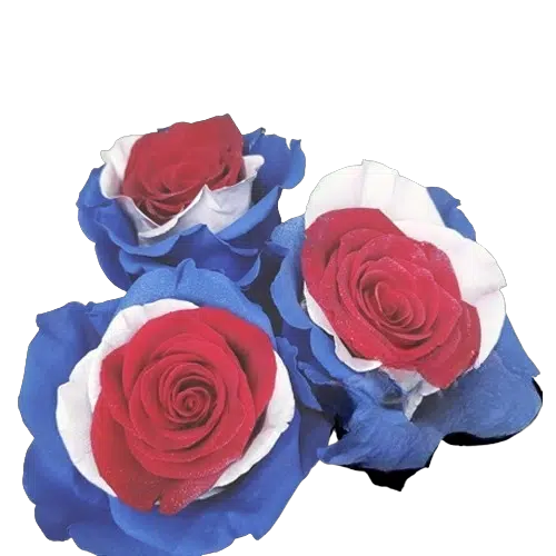 Patriot Roses, 100 stems