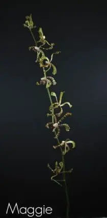 Maggie Spray Orchids 140 stems