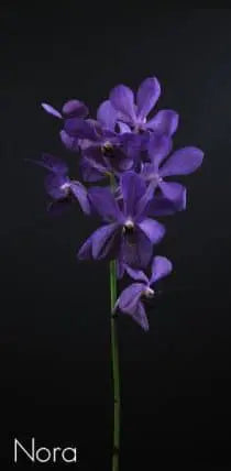 Purple Nora Mokara Orchid 60 stems