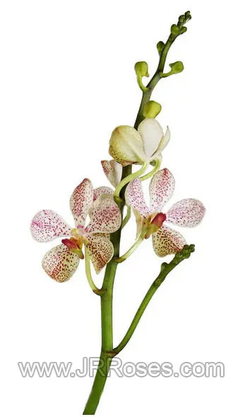 White Mokara Orchids 60 stems