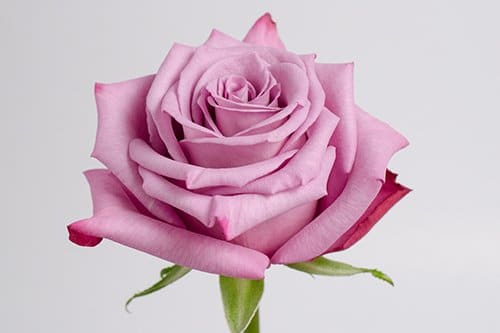 Moody Blue Roses