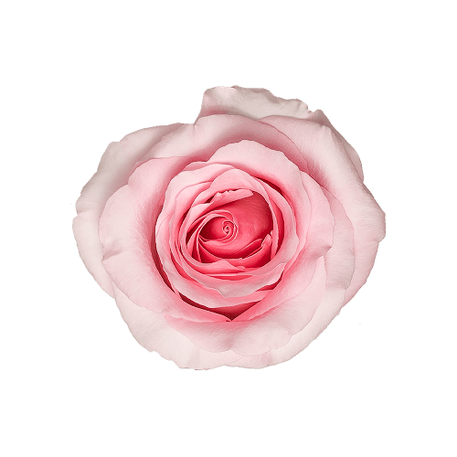 Nena Pink Roses