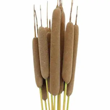 Natural Cattails