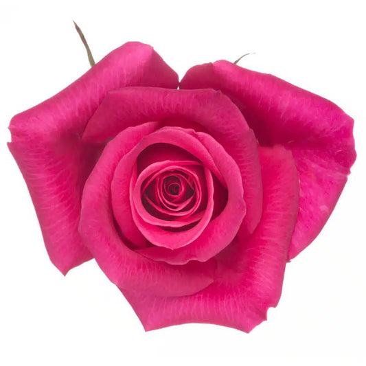 Hot Pink Roses, 100 stems