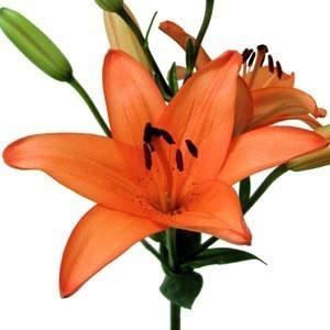 Orange Asiatic Lily