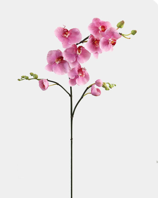 Pink Flowering Phalaenopsis Orchid 34"