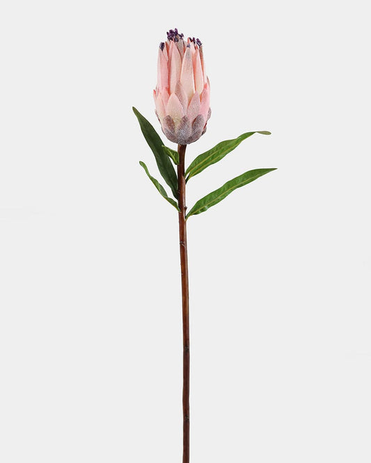 Pink Mink Protea 29"