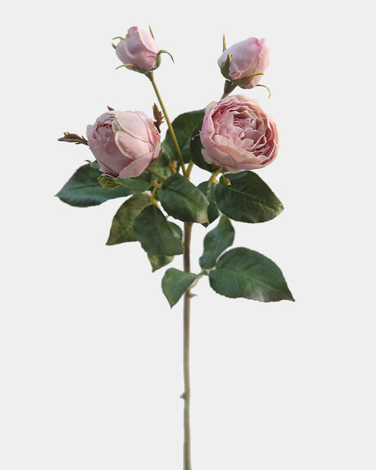 Mauve English Rose 23"