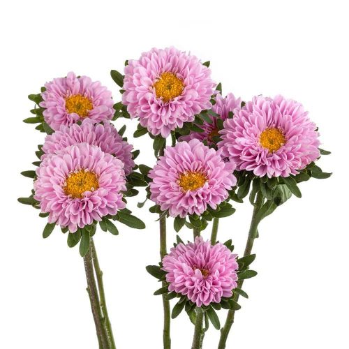 Pink Matsumoto Flowers 100 stem