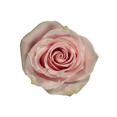 Pink Mondial Roses
