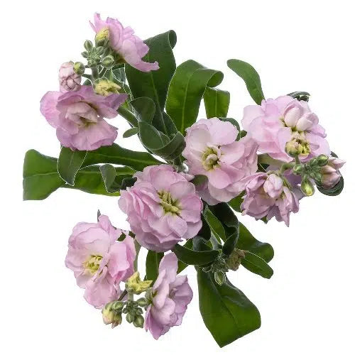 Pink Stock Flowers, 100 stems
