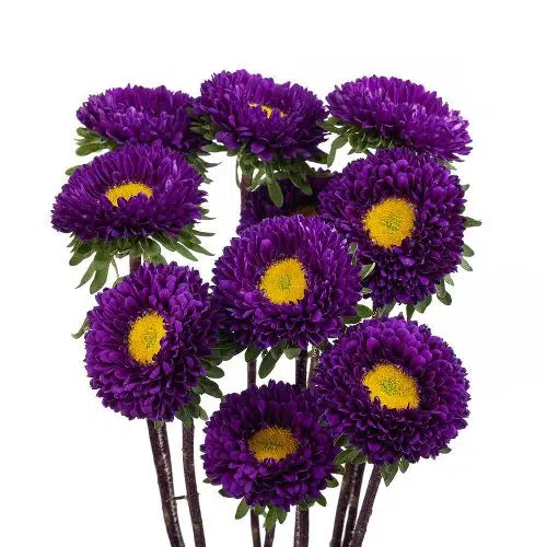 Purple Matsumoto Flowers 120 Stems