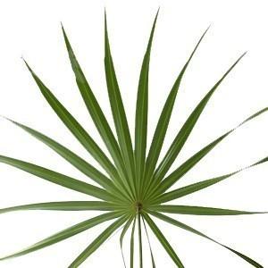 Palmetto Fan Leaf