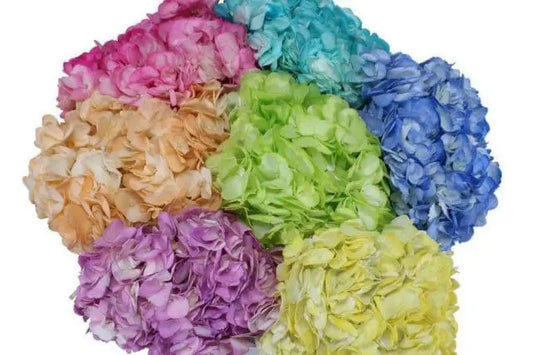 Pastel Dyed Hydrangeas, 30 stems