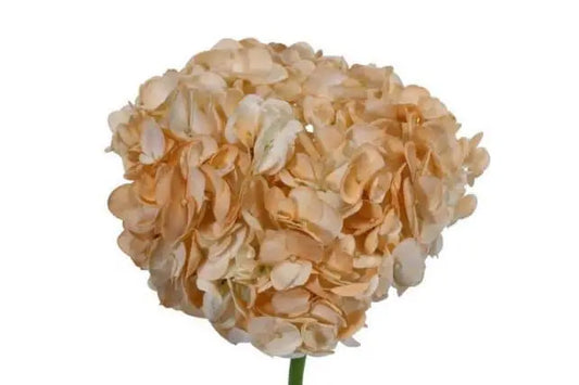 Peach Dyed Hydrangea, 30 stems