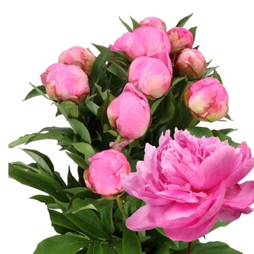 Bright Pink Peony Flower 60 Stems