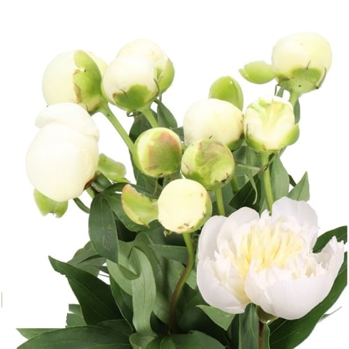 White Cream Peony