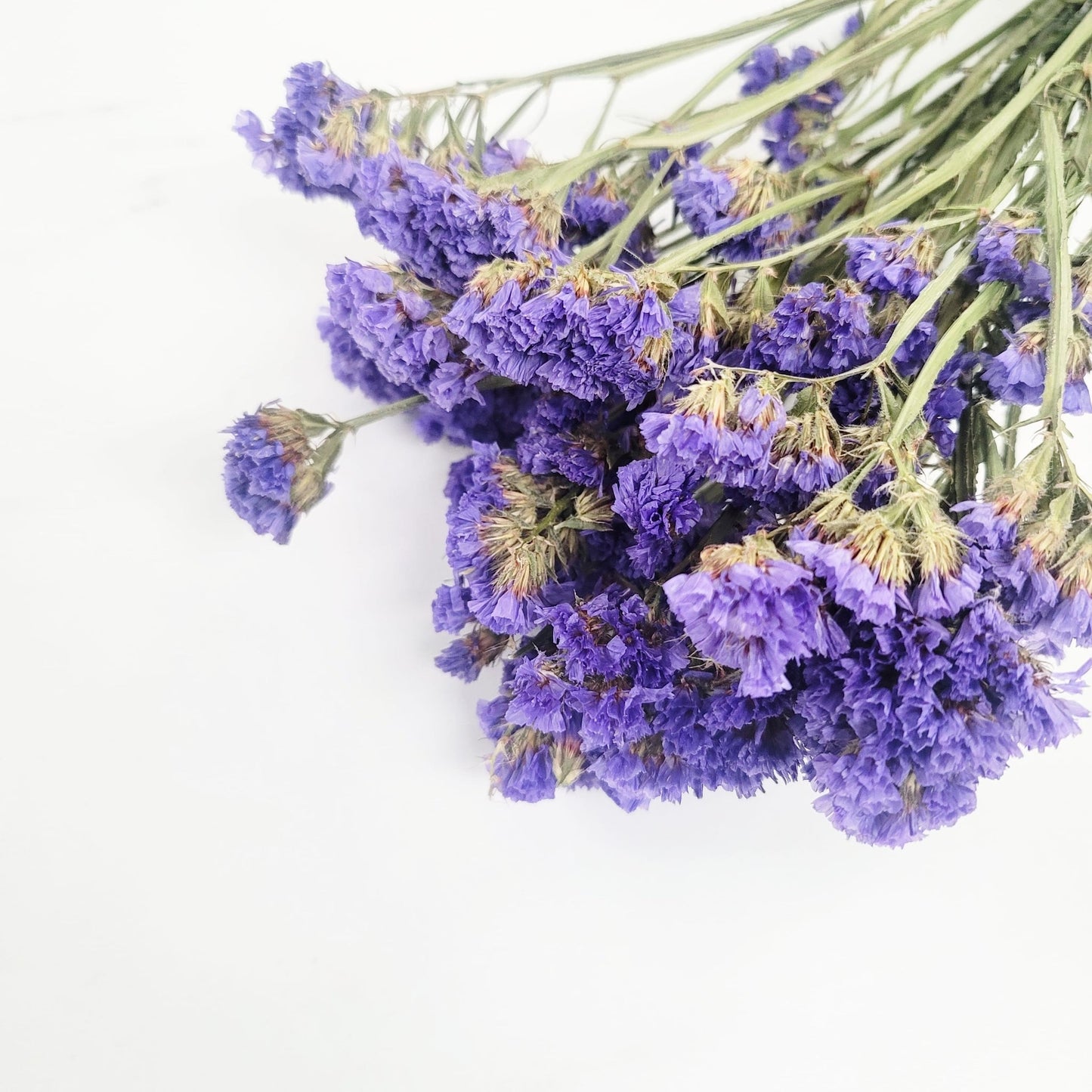 Dried Statice Bunch