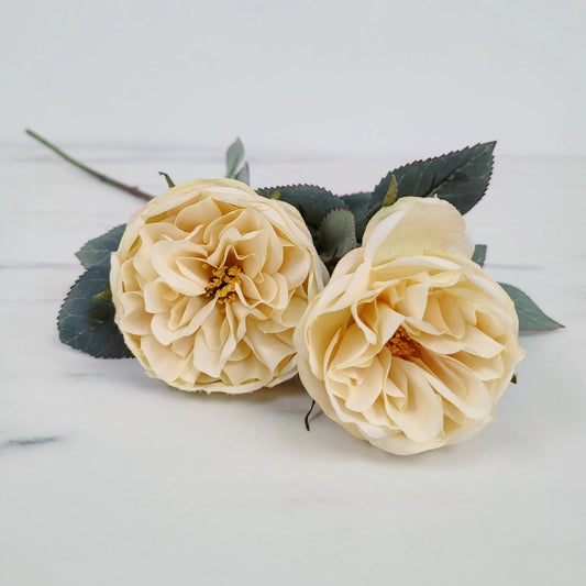David Austin Garden Rose | Single Stem | 2 Buds