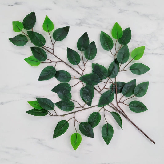 Ficus | Single Stem