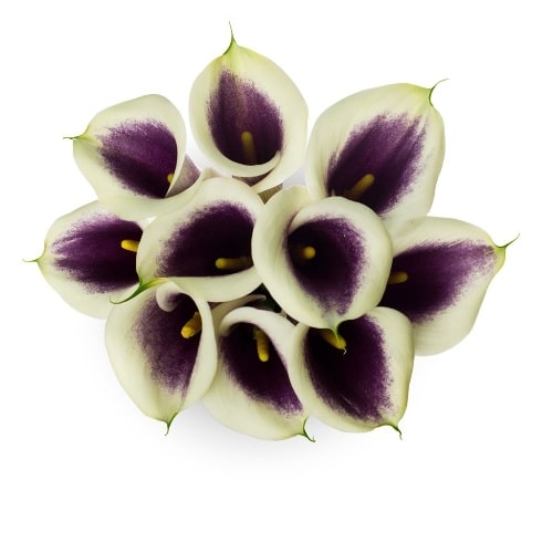 Picasso Calla Lily Flower