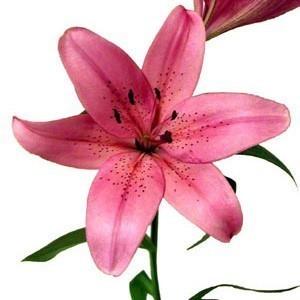 Pink Asiatic Lily