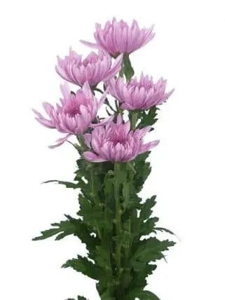Pink Chrysanthemum Cremon