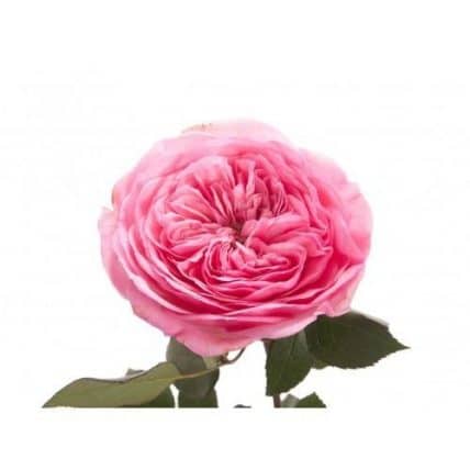 Pink Garden Roses