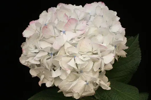 Antigue Pink Hydrangea, 14 stems