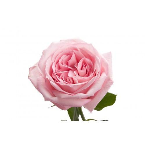 Pink O'Hara Garden Roses