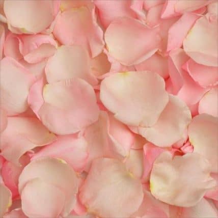 Pink Fresh Rose Petals in Bulk