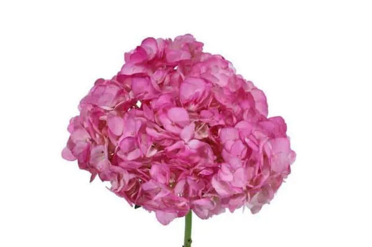 Pink Dyed Hydrangeas, 30 stems
