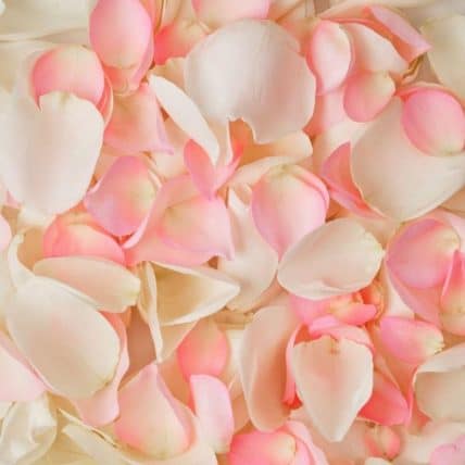 Pink and White Ivory Rose Petals