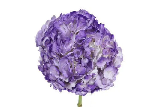 Purple Dyed Hydrangea, 30 stems