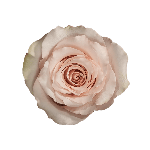 Quicksand Rose