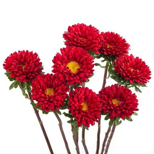 Red Matsumoto Flowers