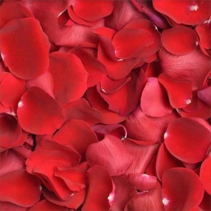 Fresh Red Rose Petals in Bulk