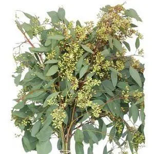 Seeded Eucalyptus 10 Bunch