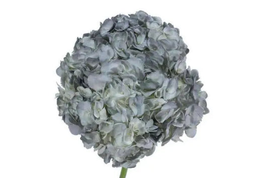 Silver Dyed Hydrangeas, 30 stem