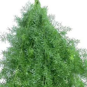Speringerii Greenery 10 Bunch