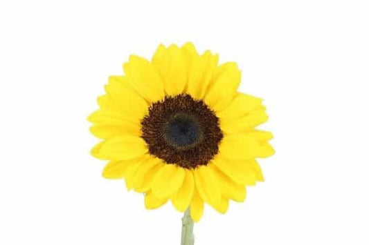 Sunflowers Vincent